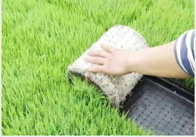 普田潤生物有機肥