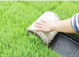 普田潤生物有機肥