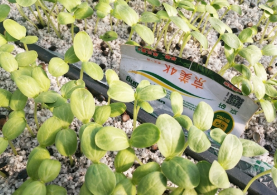 普田潤生物有機(jī)肥