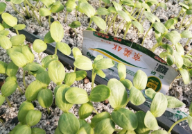 普田潤生物有機肥
